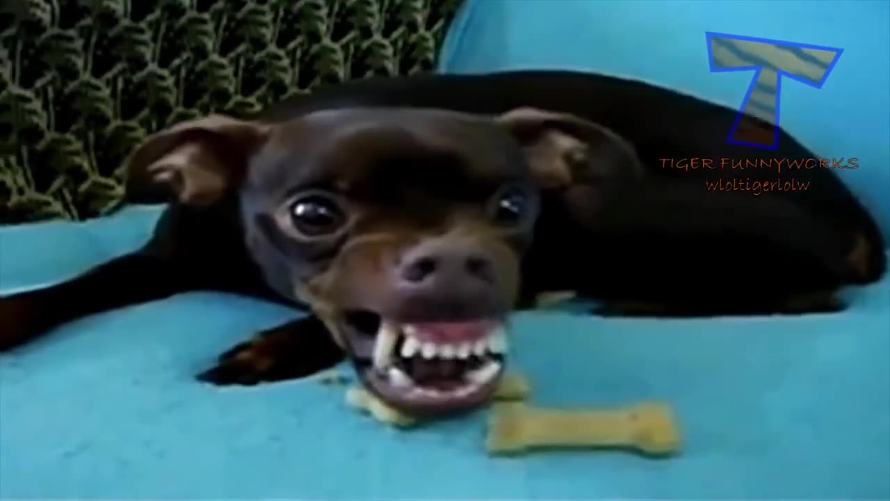 Funny Cute Dog Faces NOT TO LAUGH