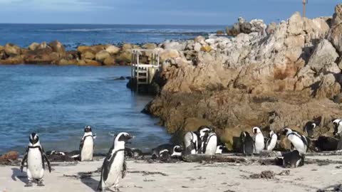 A group of leisurely penguins