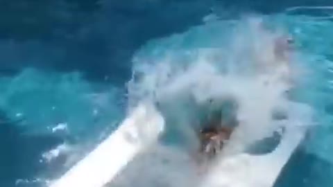 Diving with style