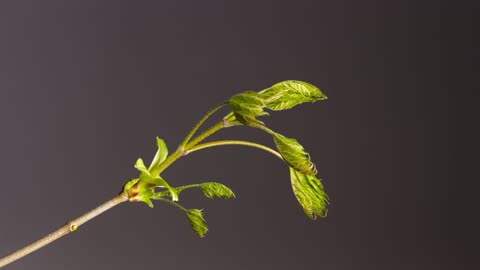 BUD LEAF