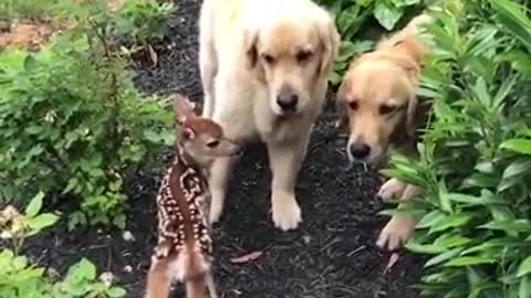 Funniest & Cutest Labrador Puppies #2 - Funny Puppy Videos 2022