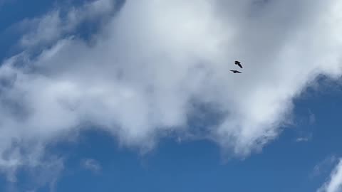 American bald head eagle