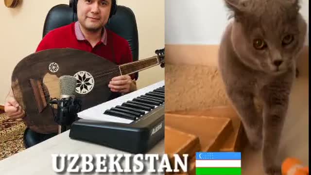 A musical masterpiece of today's cutest cat