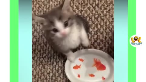 Cute 😍 Happy Cats Compilation