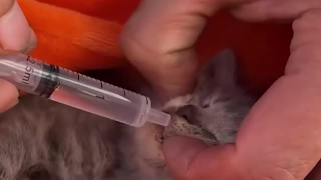 Cute kitten get second shot at life 🥺
