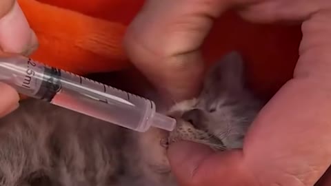 Cute kitten get second shot at life 🥺