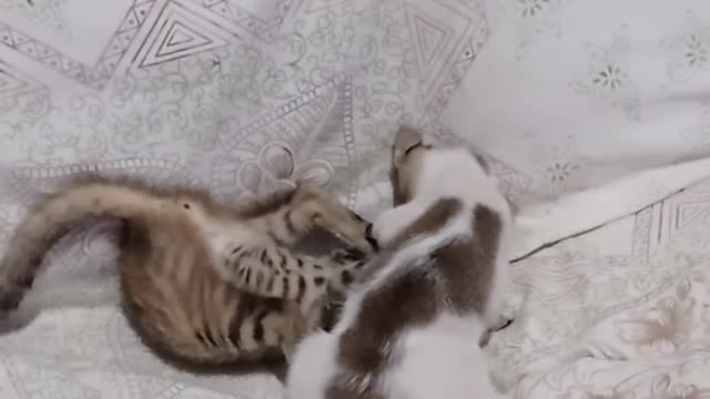 Two little cute cats playing each other