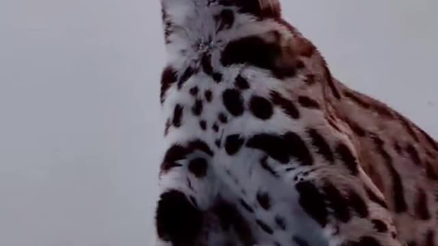 help search and rescue