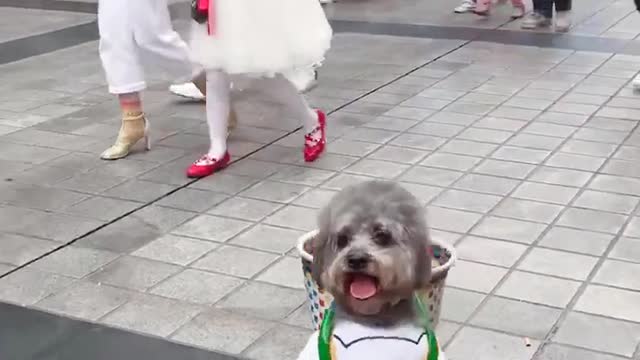 A lovely dog