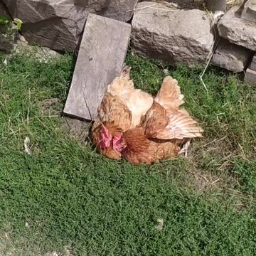 Dumny farm day 💚🤍🍄🦆🐔