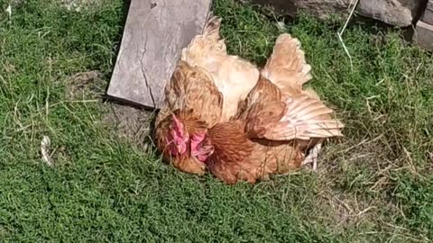 Dumny farm day 💚🤍🍄🦆🐔