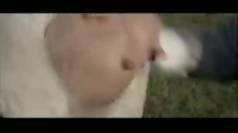 Funny video