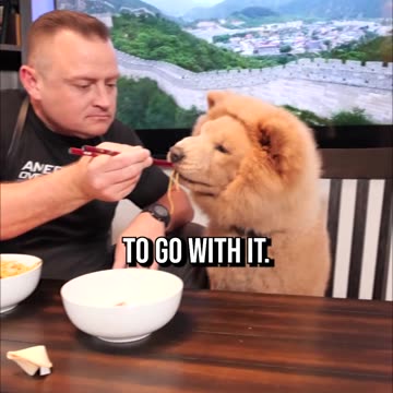 Top 3 Breeds Dog Groomers WOULDN’T Recommend