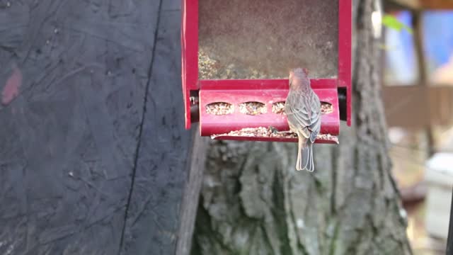 A finch feeding on bird seeds