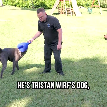 Tug of War With a 160-Lb Cane Corso
