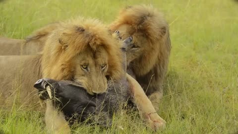 Lion Brothers Devour Warthog ALIVE ! #lion #warthog #viral