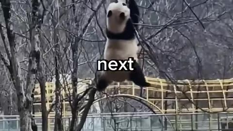 what its like to be a panda nanny