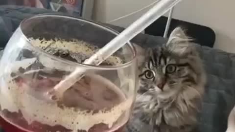 Cat and cocktail