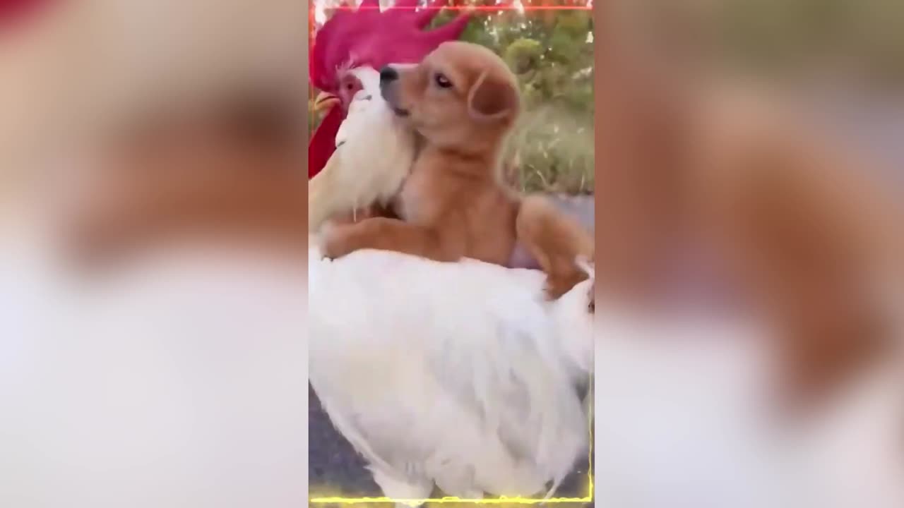 Riding the dog from the chicken #shorts #shortvideo #sohrts #dog # funny animals