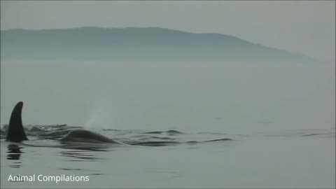 Orcas/ killer Whales. Swimming Compilation.