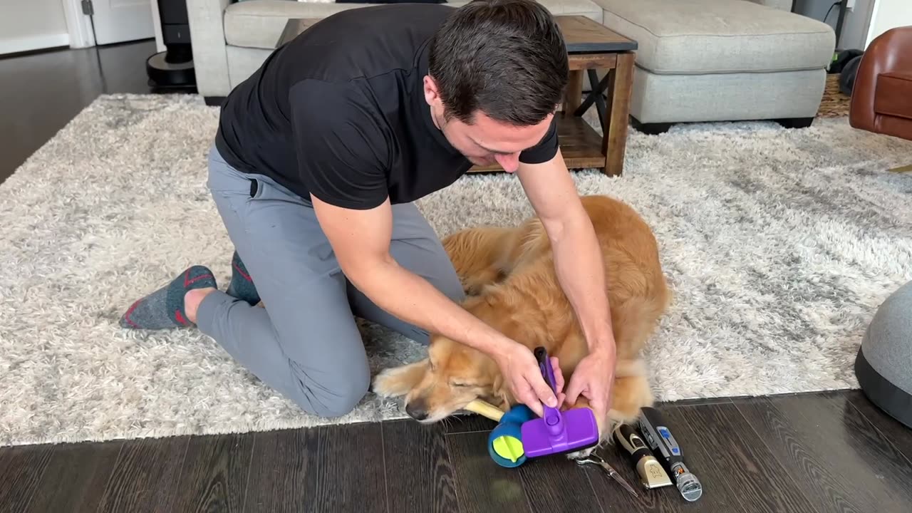 Do-It-Yourself Dog Paw Care