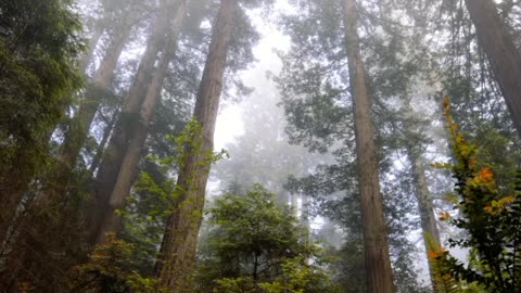 Nature sound relaxing