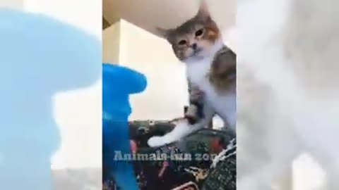 Cat funny moment