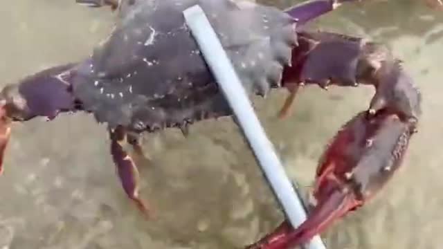 Awesome viral fishing sea crap by hand | fast fishing