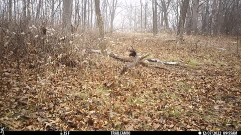 Black squirrel