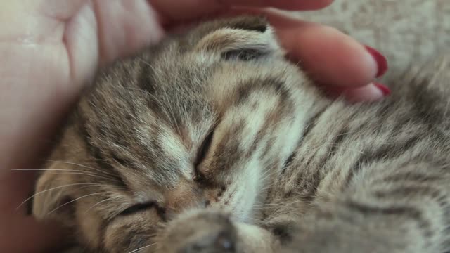 Cute little cat enjoys caress