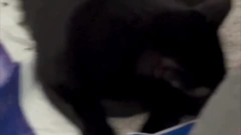 Adopting a Cat from a Shelter Vlog - Cute Precious Piper Inspects the Shopping Bags #shorts