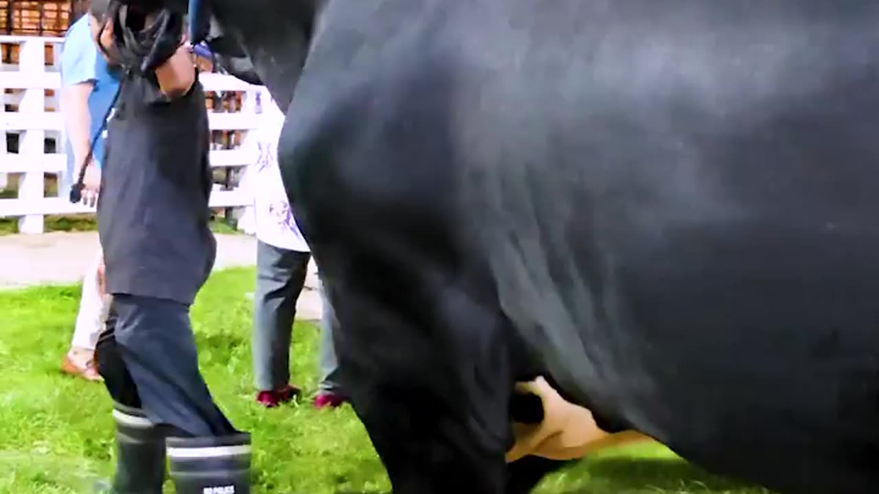 The angry cow😱😱😱