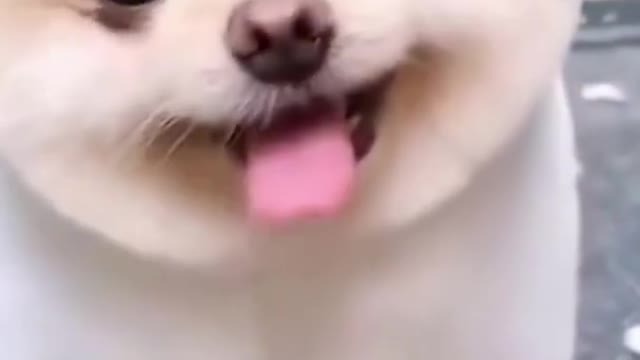 Latest version of the year|Funny cat and dog|Interesting pet dogs and cats