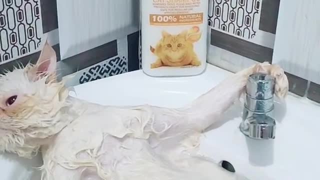 Cat taking milk bath. (follow me)