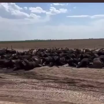 People May Be Forgetting the Suspicious Death of Thousands of Cattle in 2022