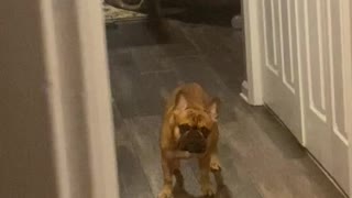 Frenchie That Wants Attention Throws Little Fits