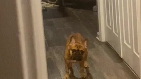 Frenchie That Wants Attention Throws Little Fits