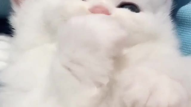 Yo quiero uno así