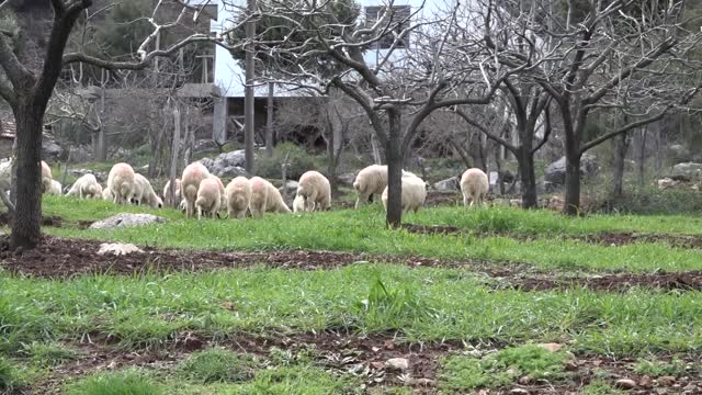 ORANG CERDAS TERNAK KAMBING