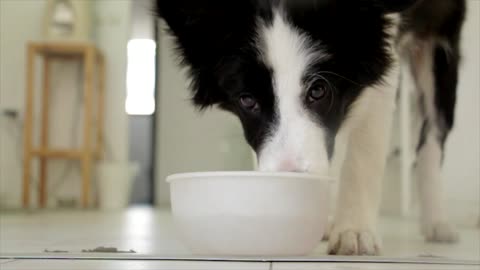 A dog drinks water wow