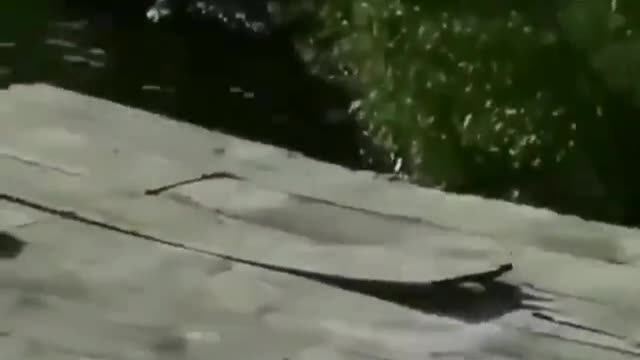 What kind of fish?