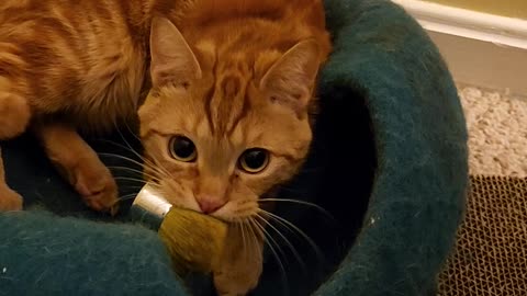 Cat Has Makeup To Do Too