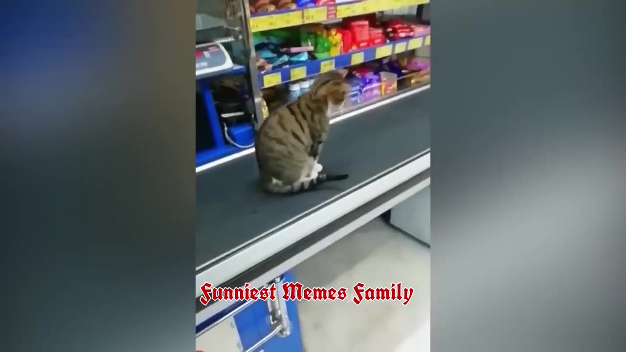 Funny Animals Compilation