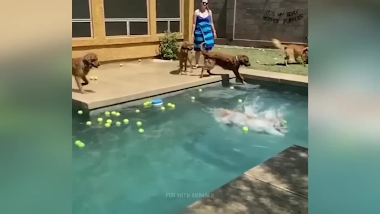 Funniest Animals π Cats and Dogs 2023 πΊπΆ