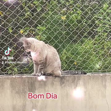 Bom dia