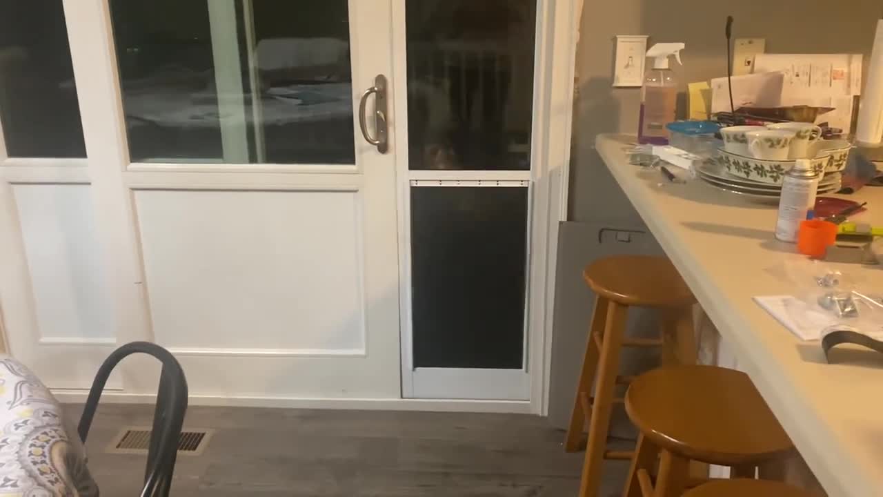 Wolf-dog VS Dog Door Round 2