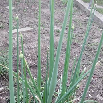 Harvesting Onions Early 🧅 #backyardgardening #gardening #garden #growfood #organicfarming #favorite