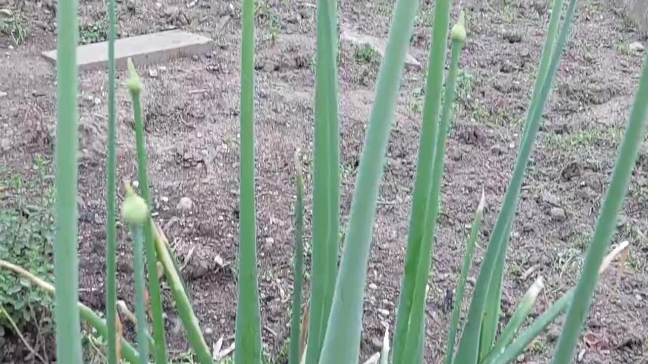 Harvesting Onions Early 🧅 #backyardgardening #gardening #garden #growfood #organicfarming #favorite