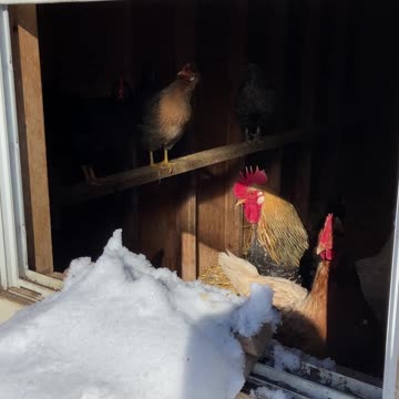 The chickens say no to snow