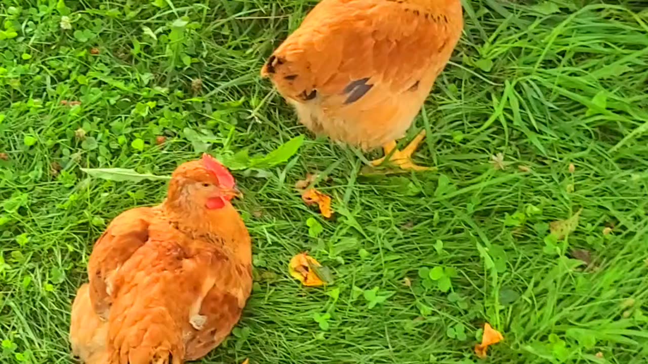 Chickens in the Orchard Blue Wyandotte & Rudd Ranger 🐓